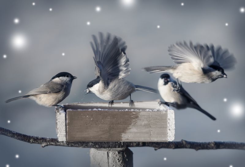 Hero for Category Page For Bird Pest Managements Service Locations